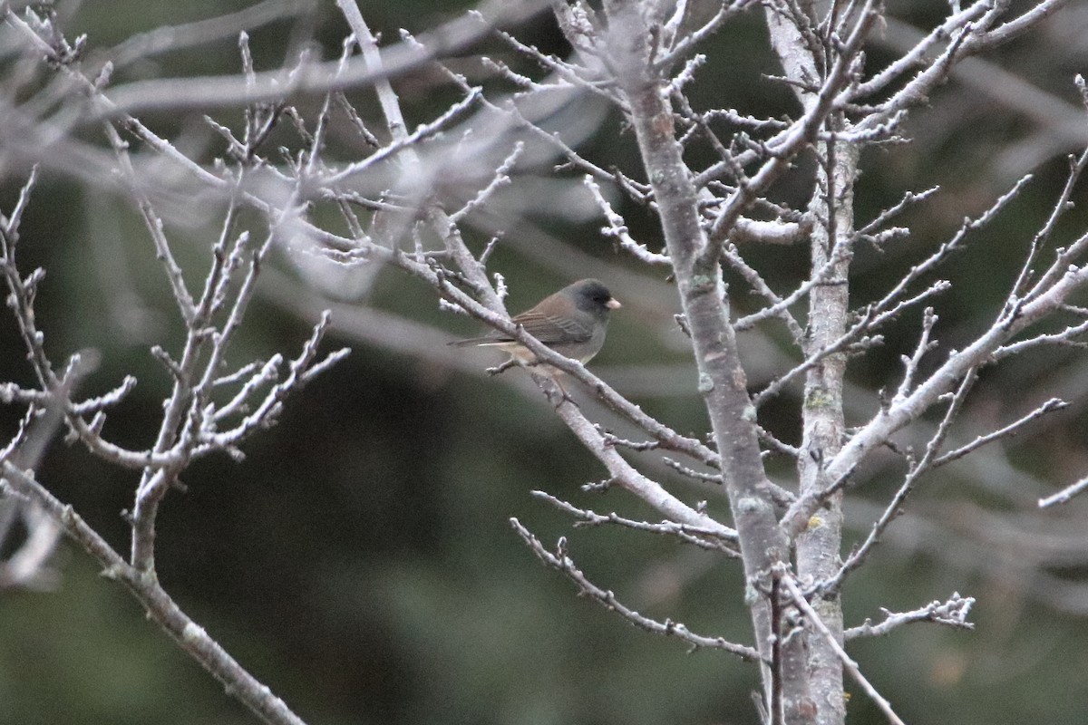 Dark-eyed Junco (Slate-colored) - ML645528644