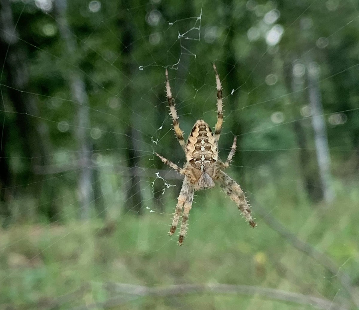 Ragno crociato - ML645528646