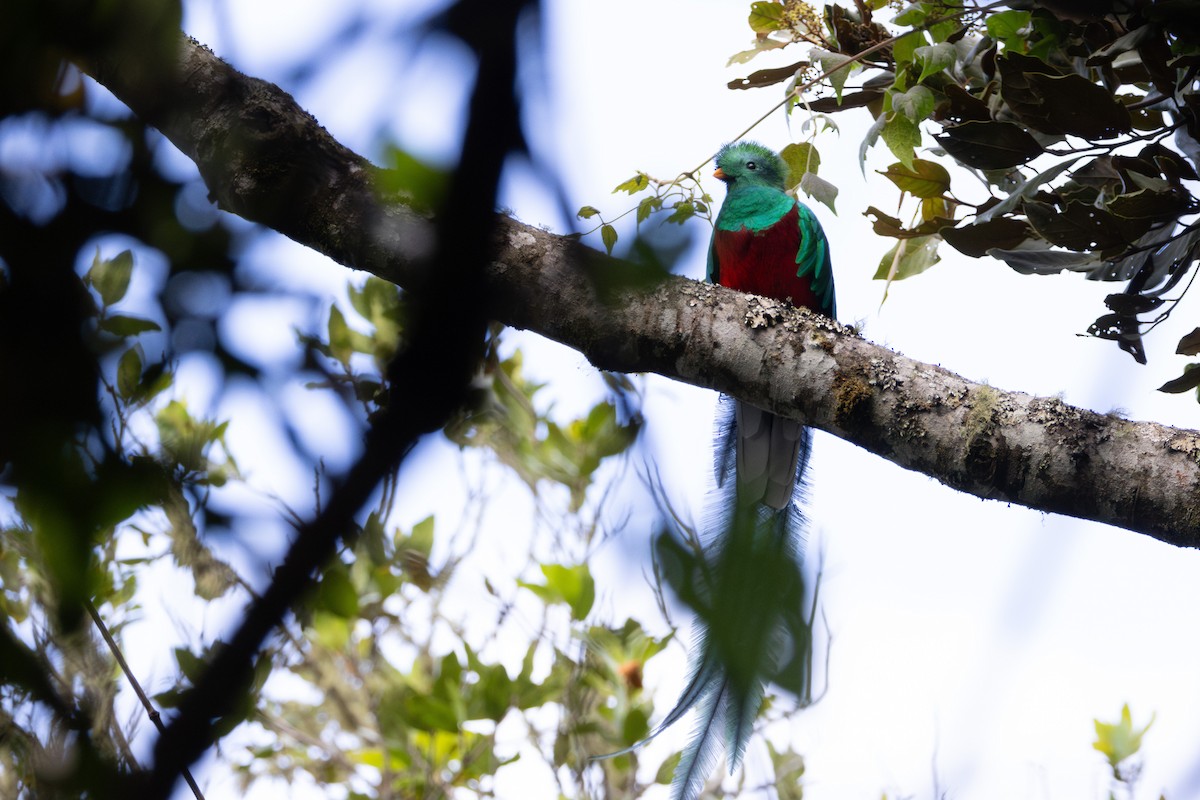 Resplendent Quetzal (Guatemalan) - ML645528647