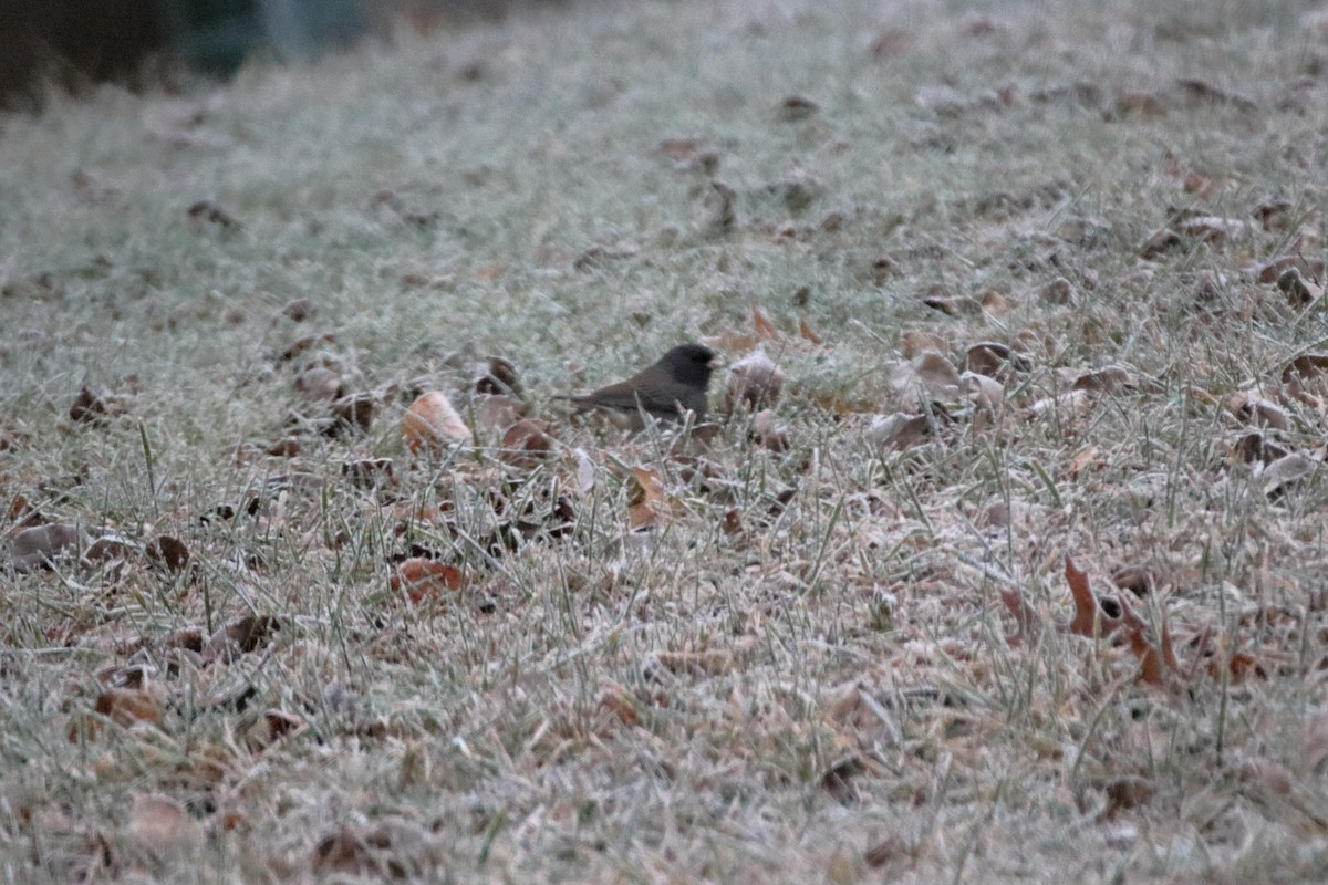 Dark-eyed Junco (Slate-colored) - ML645528648