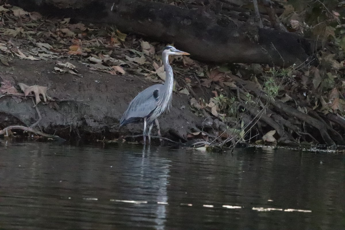Great Blue Heron - ML645528649