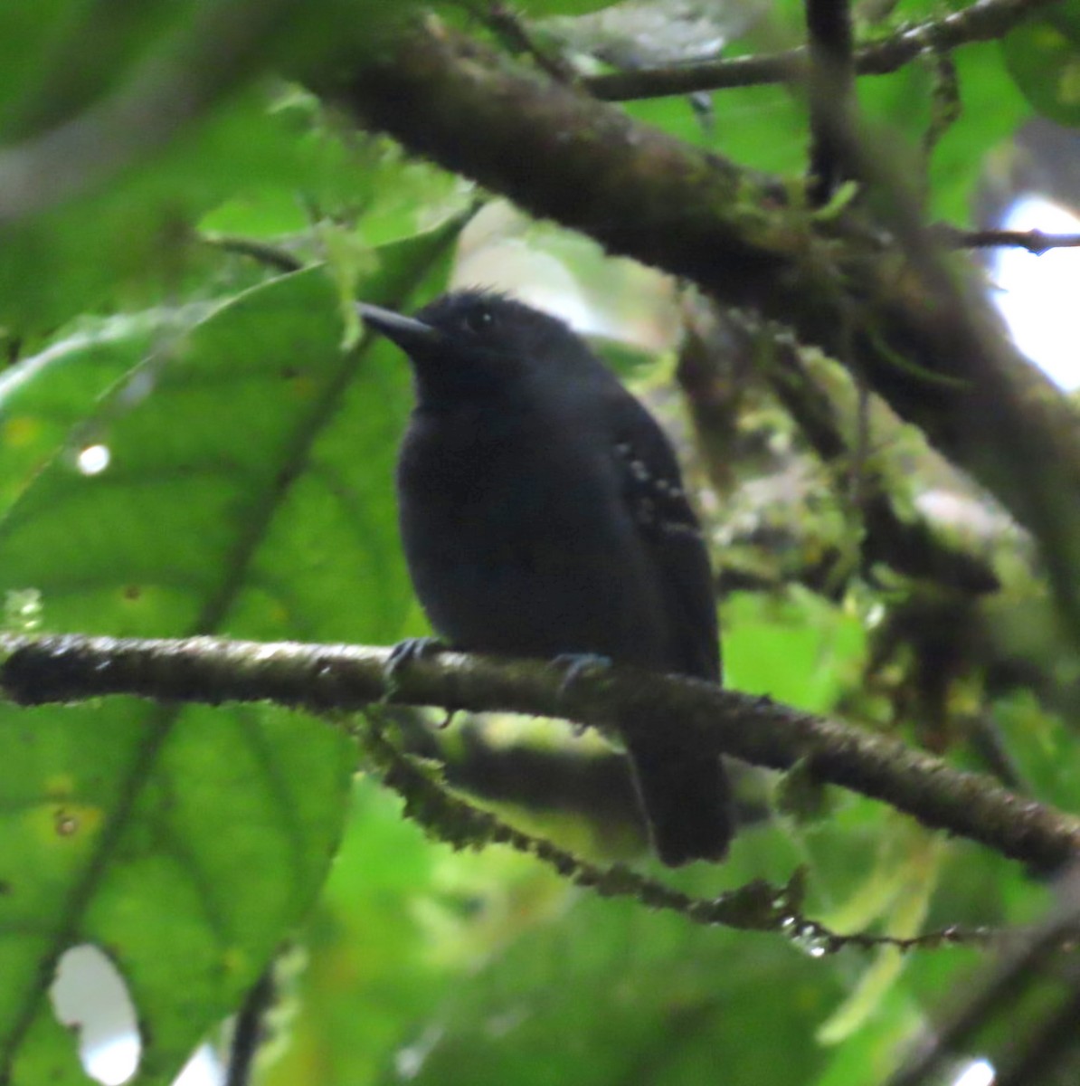 Кадук темноволий - ML645528650