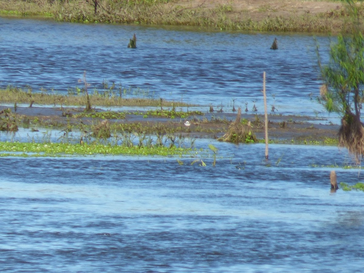 Collared Plover - ML645528651
