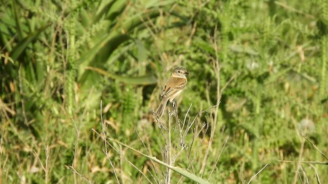 Тачурі-сірочуб темногорлий - ML645528652