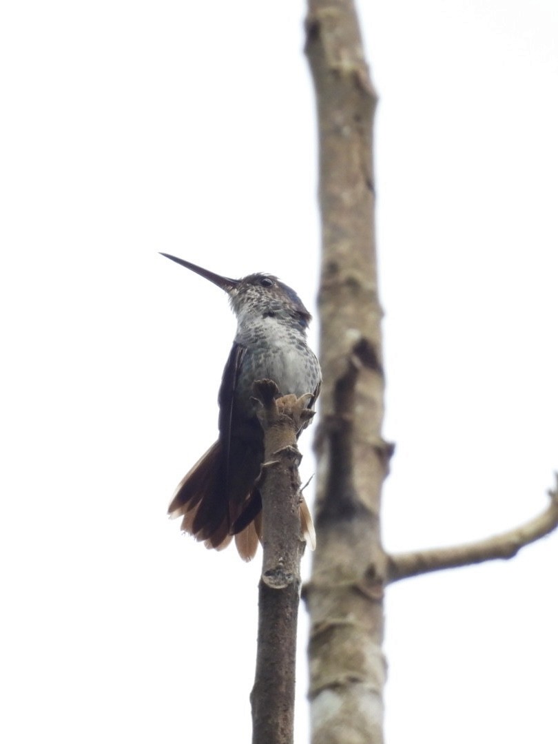 Colibri grivelé - ML645528670