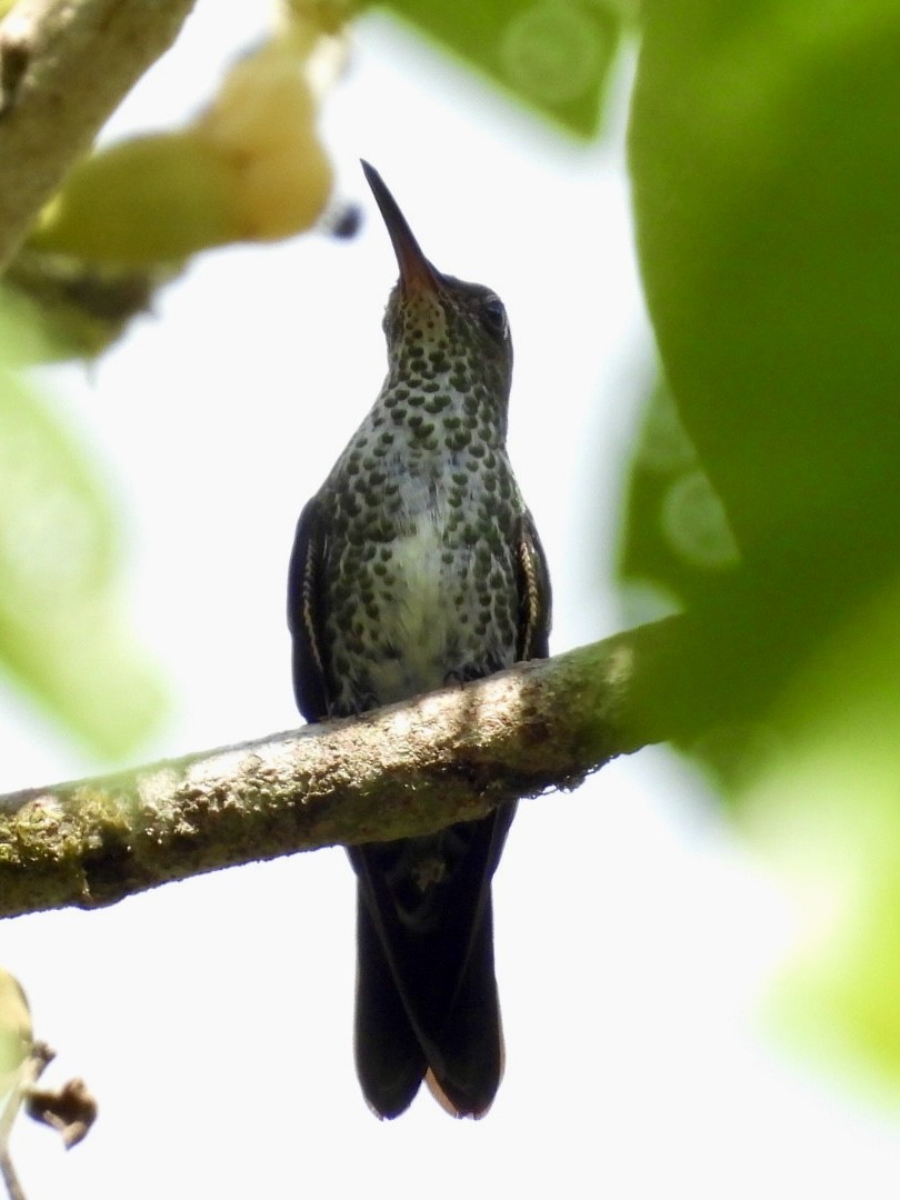 Colibri grivelé - ML645528672