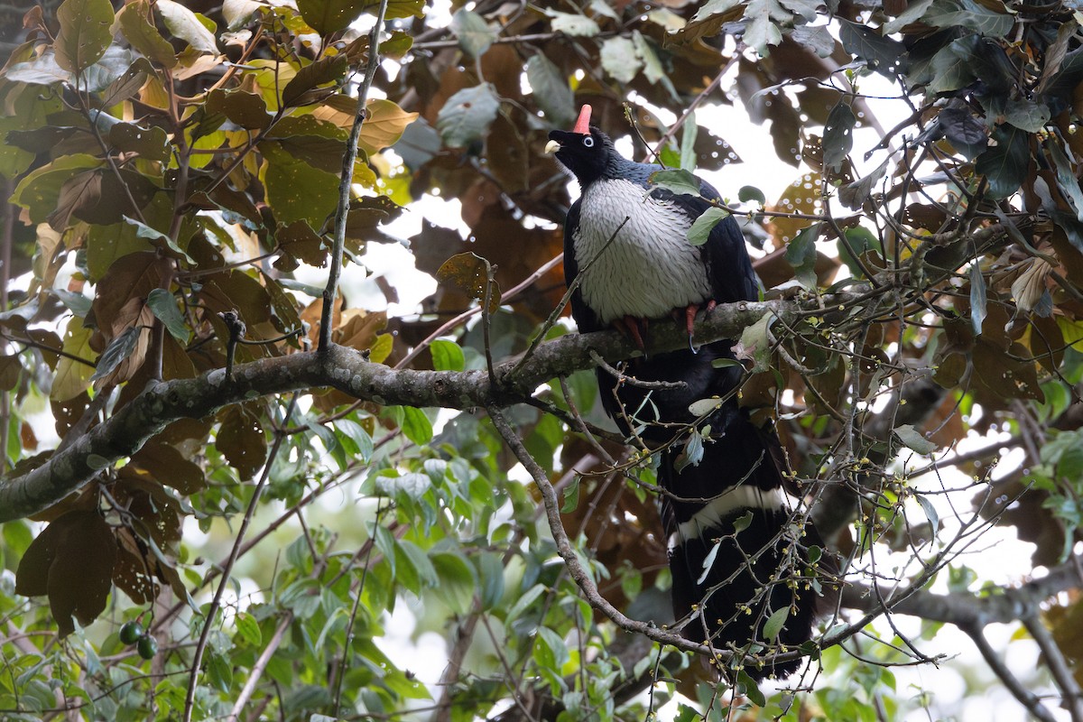 Horned Guan - ML645528674