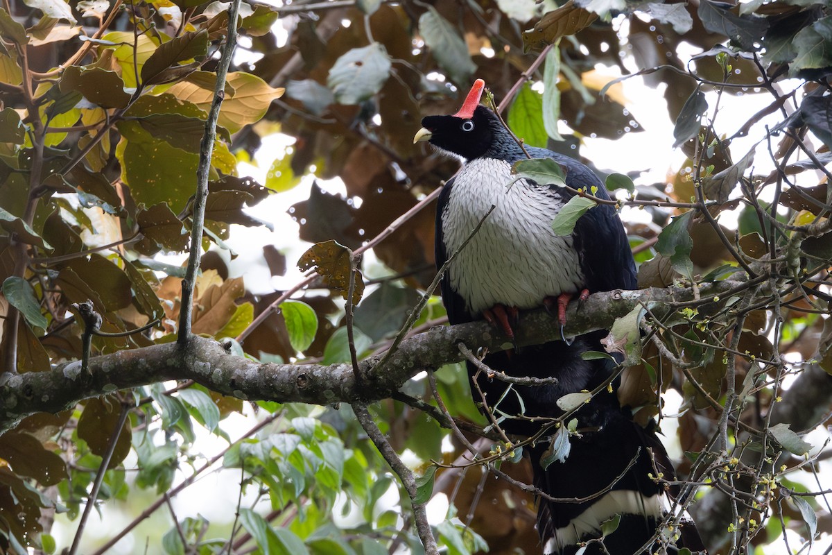 Horned Guan - ML645528675