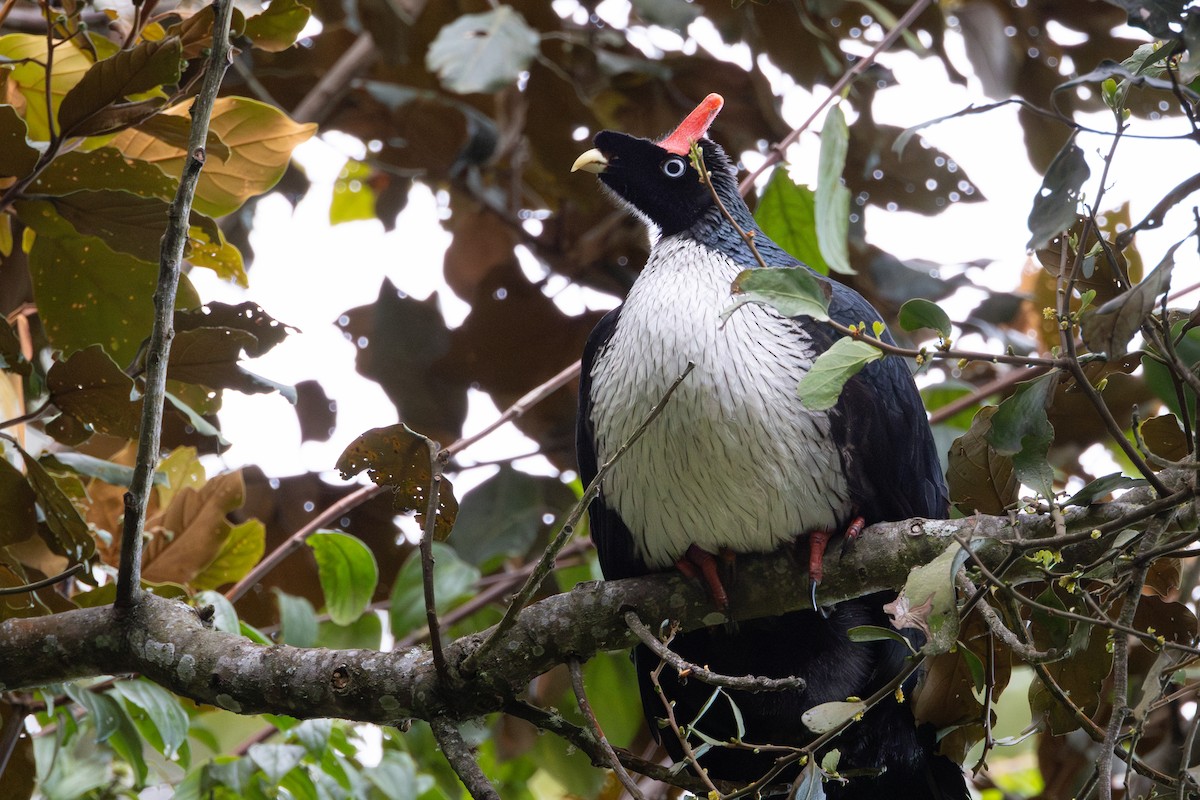 Horned Guan - ML645528676