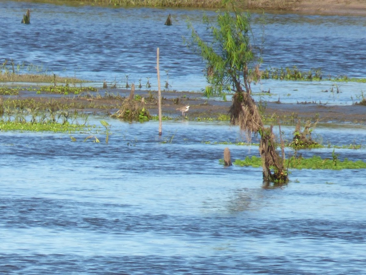 Collared Plover - ML645528677