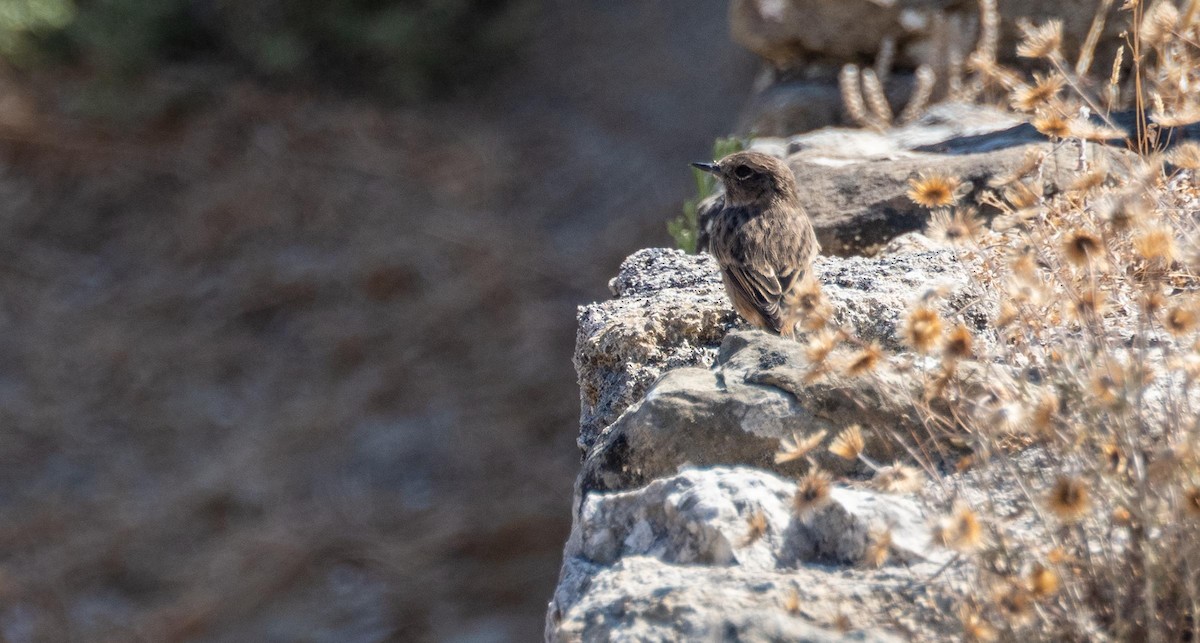 European Stonechat - ML645528679
