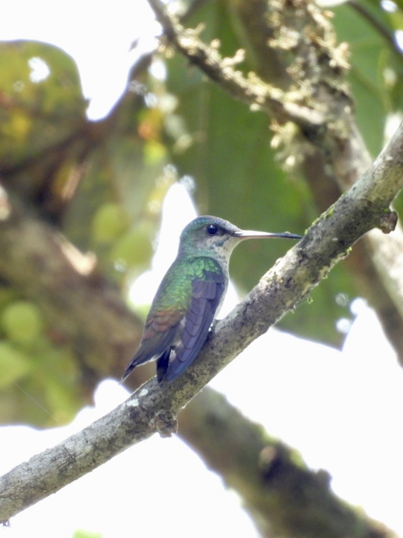 Golden-tailed Sapphire - ML645528695