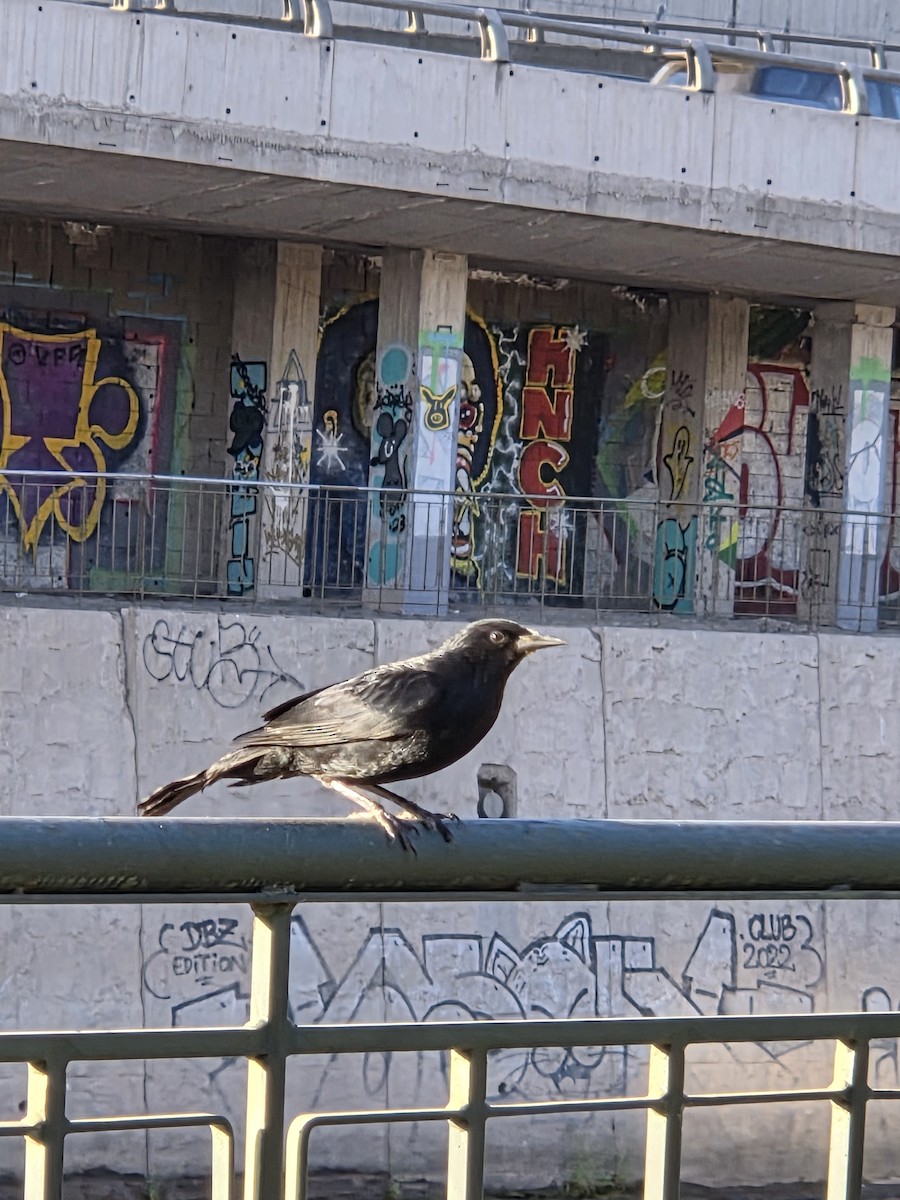 Austral Blackbird - ML645528698