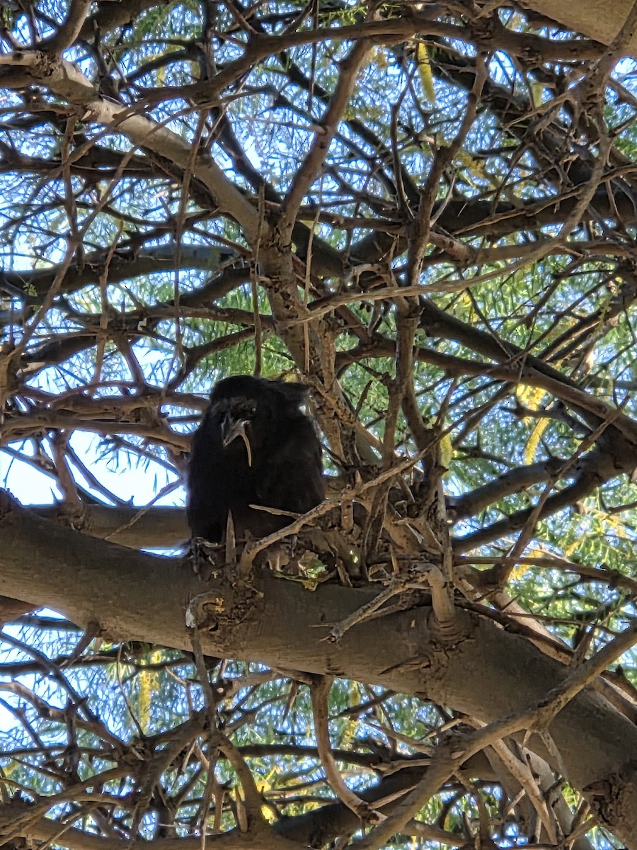 Austral Blackbird - ML645528699