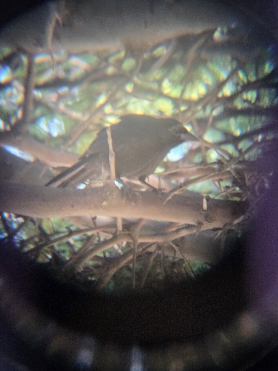 Austral Blackbird - ML645528700