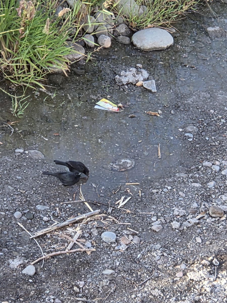 Austral Blackbird - ML645528701