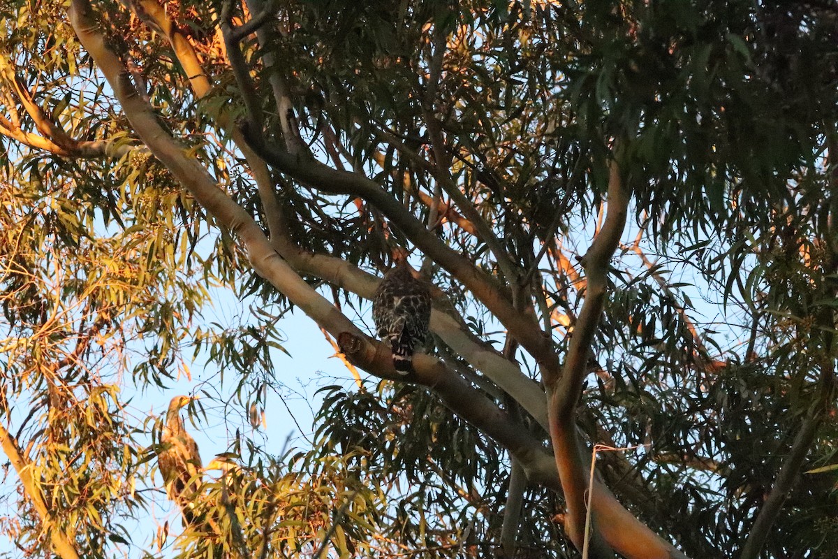 Red-shouldered Hawk - ML645528703