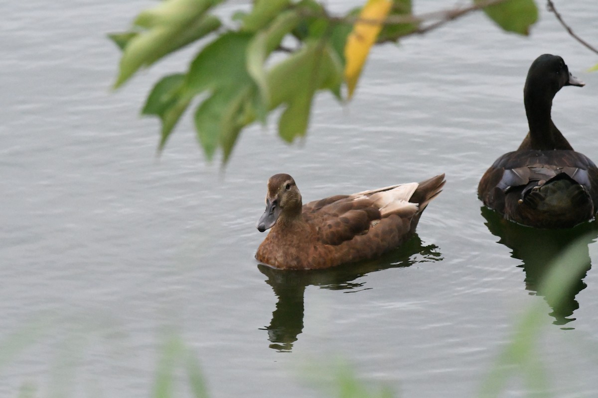 Mallard - ML645528704