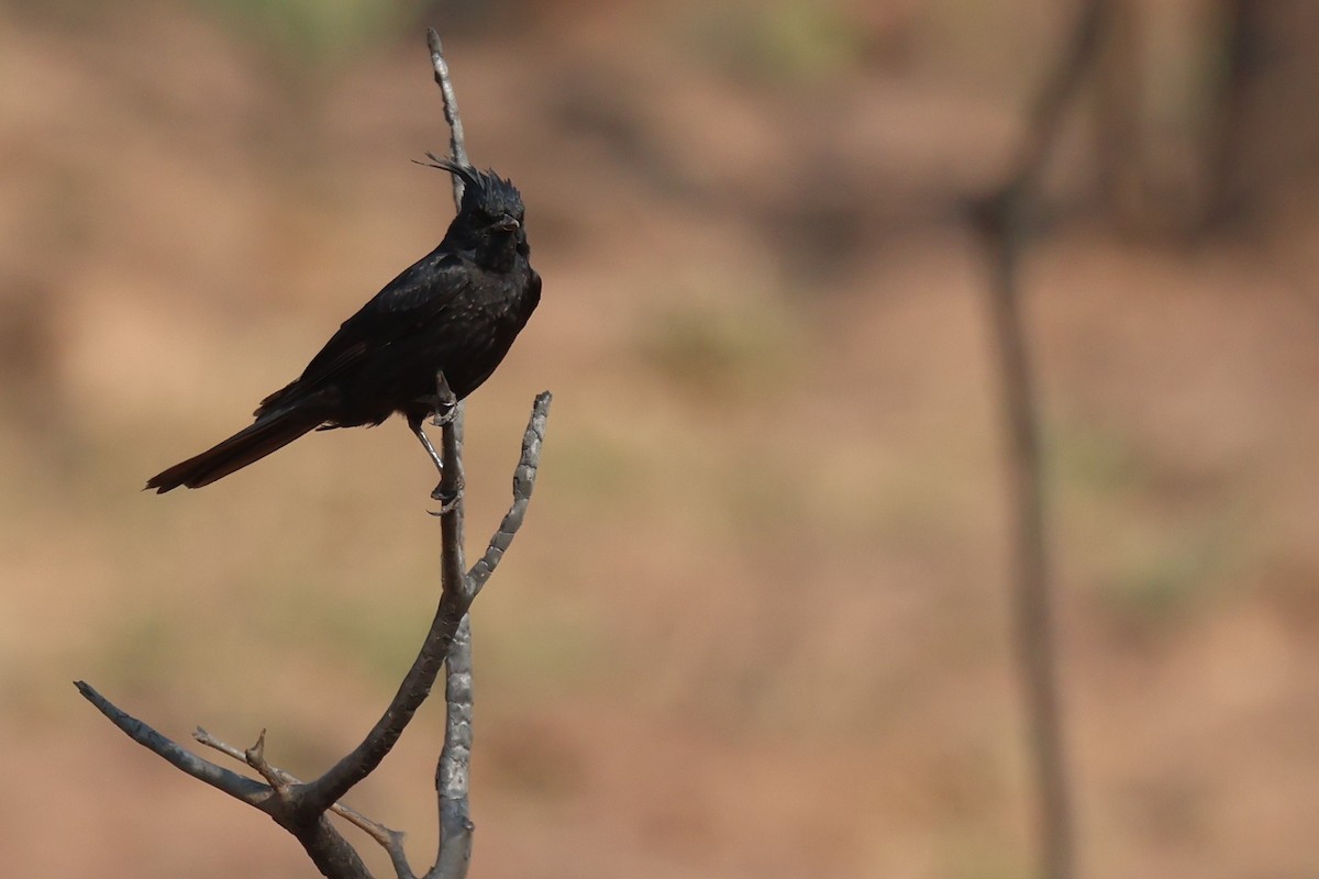Crested Black-Tyrant - ML645528706