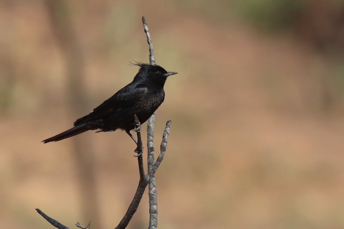 Crested Black-Tyrant - ML645528707