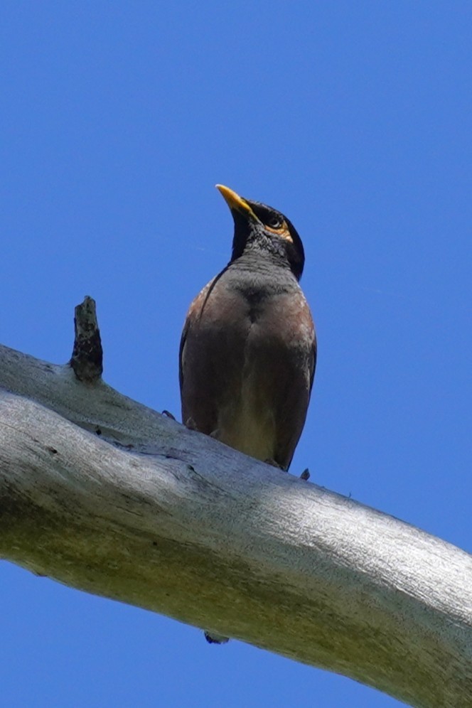 Common Myna - ML645528708