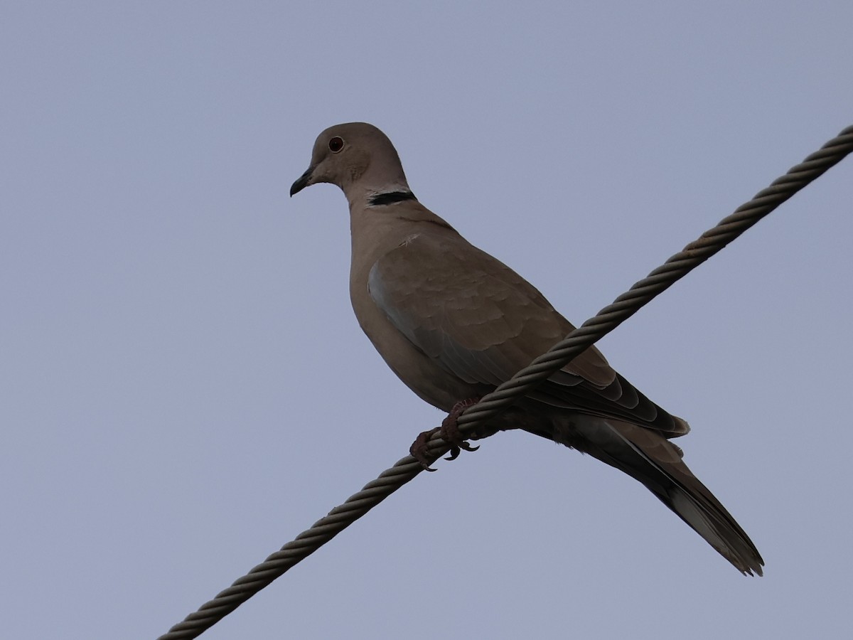 Eurasian Collared-Dove - ML645528709
