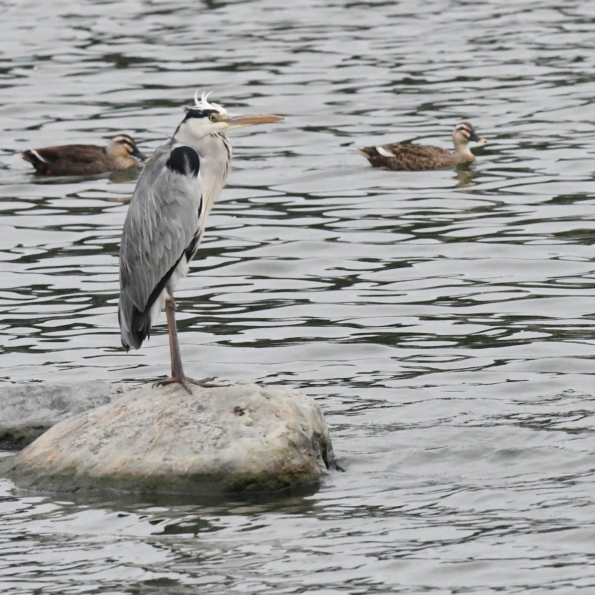 Gray Heron - ML645528710