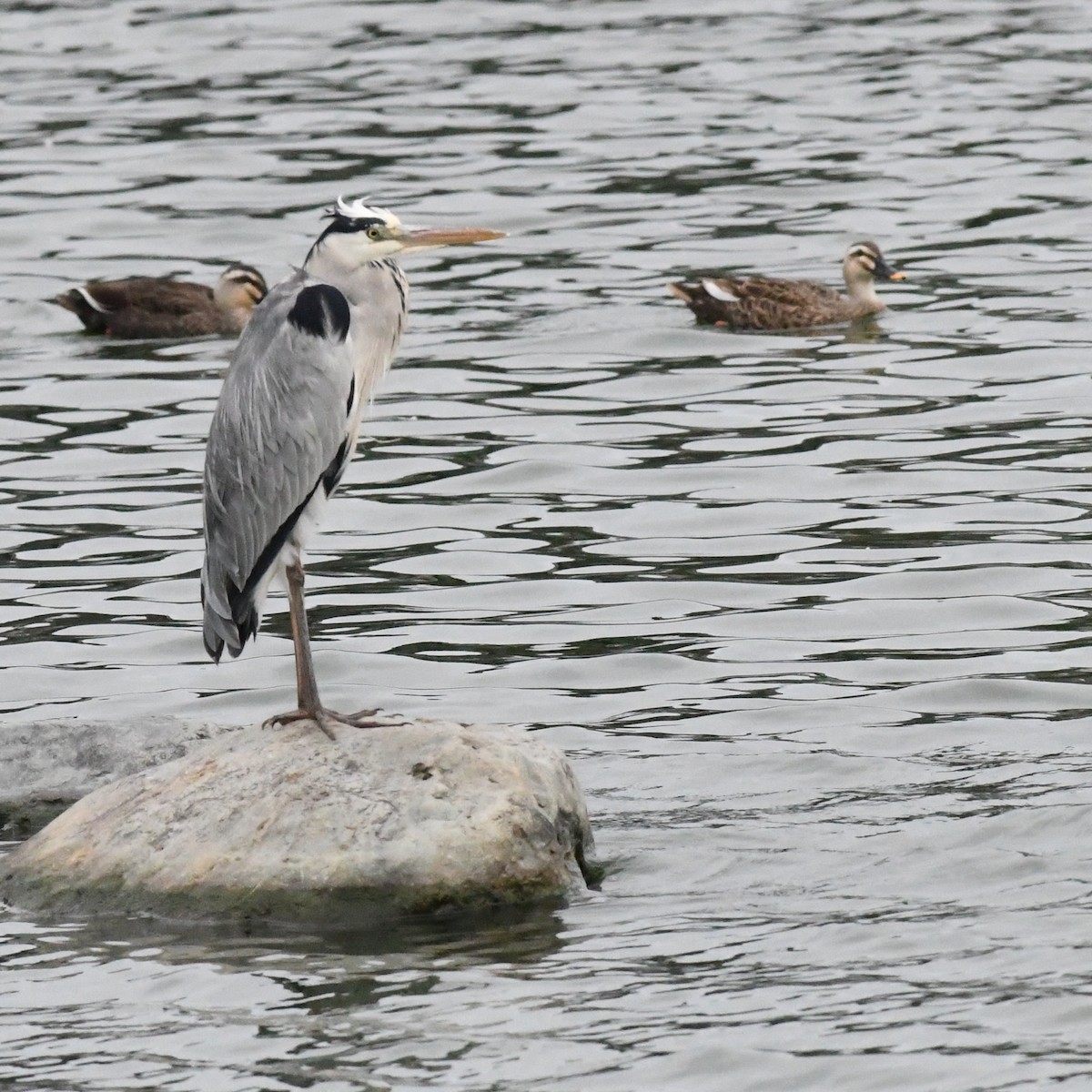 Gray Heron - ML645528711