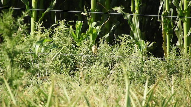 Bearded Tachuri - ML645528712