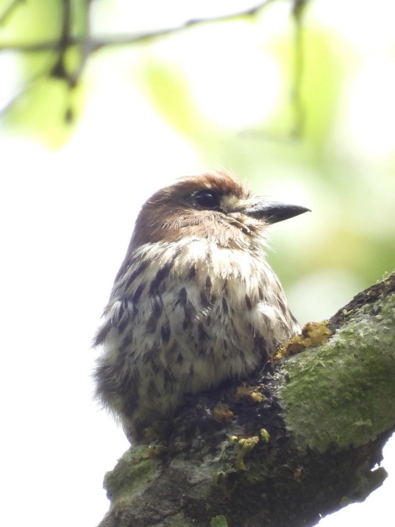 Lanceolated Monklet - ML645528714