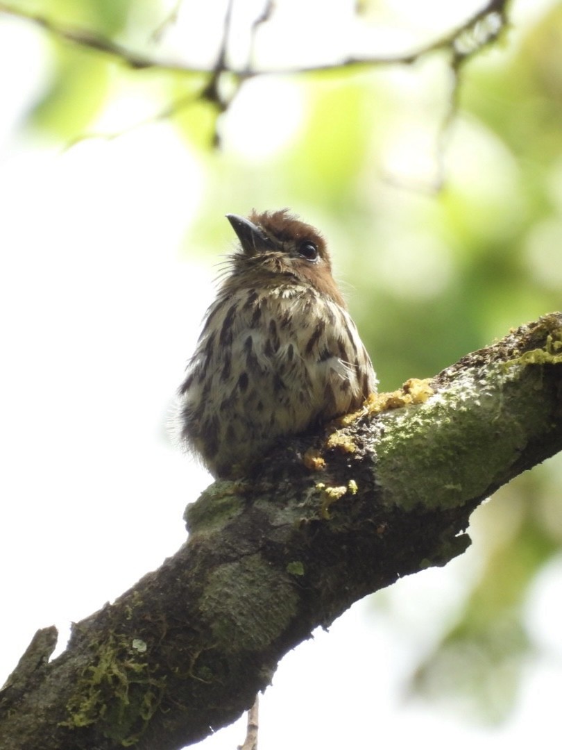 Lanceolated Monklet - ML645528715