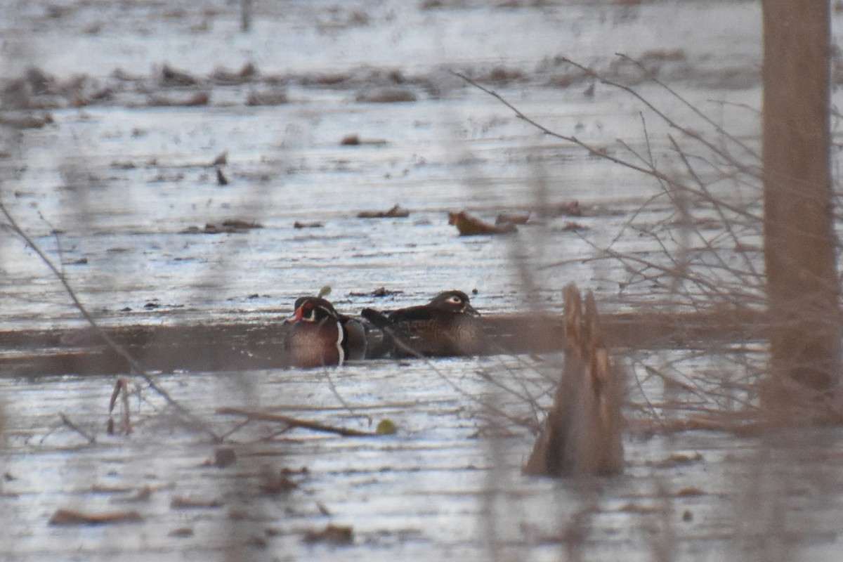 Wood Duck - ML645528716