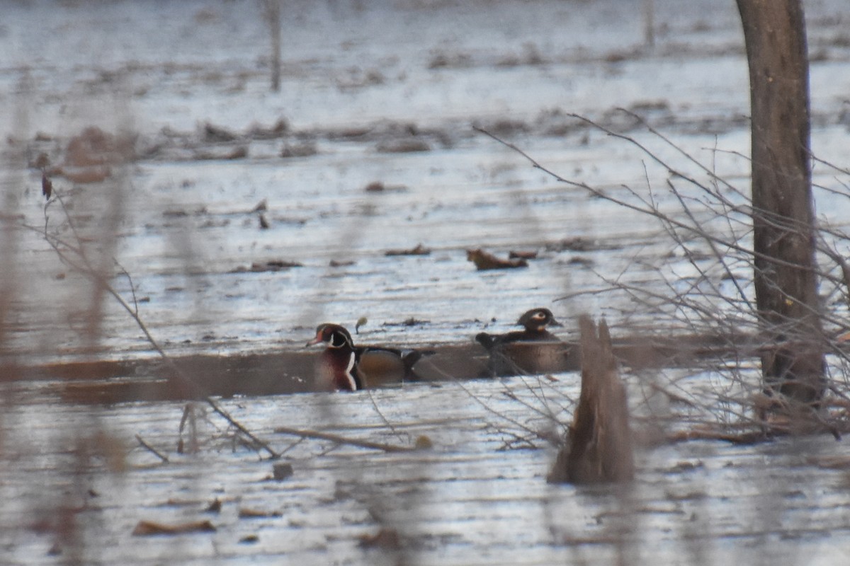 Wood Duck - ML645528717