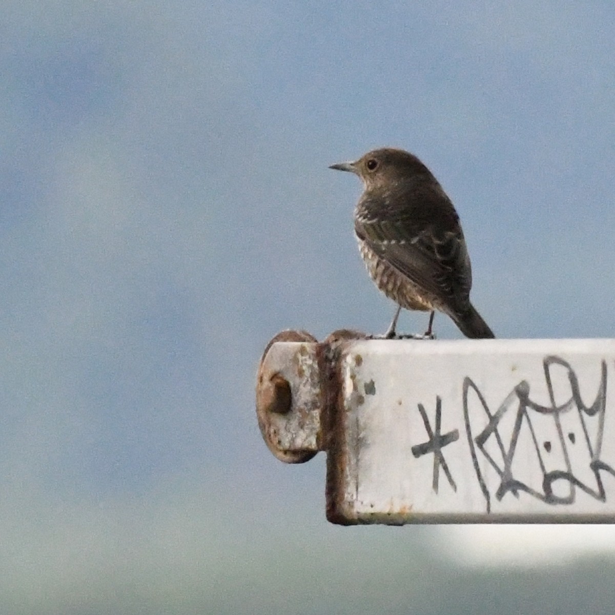 Blue Rock-Thrush - ML645528718