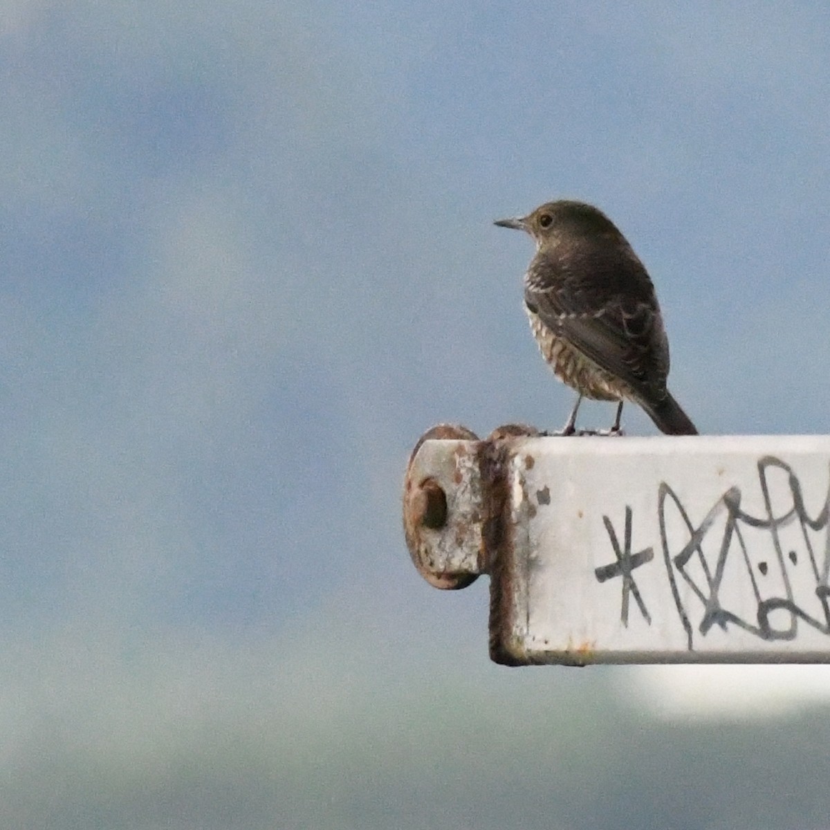 Blue Rock-Thrush - ML645528719