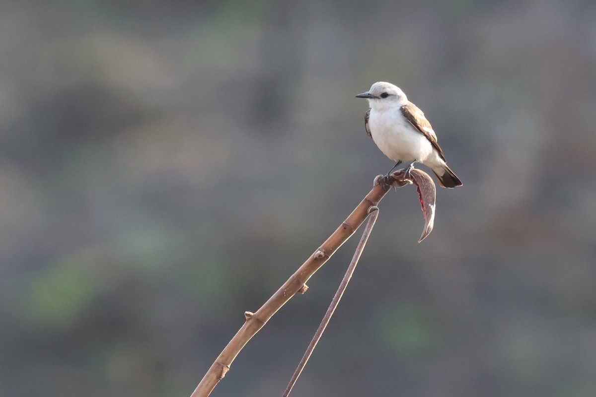 White-rumped Monjita - ML645528721