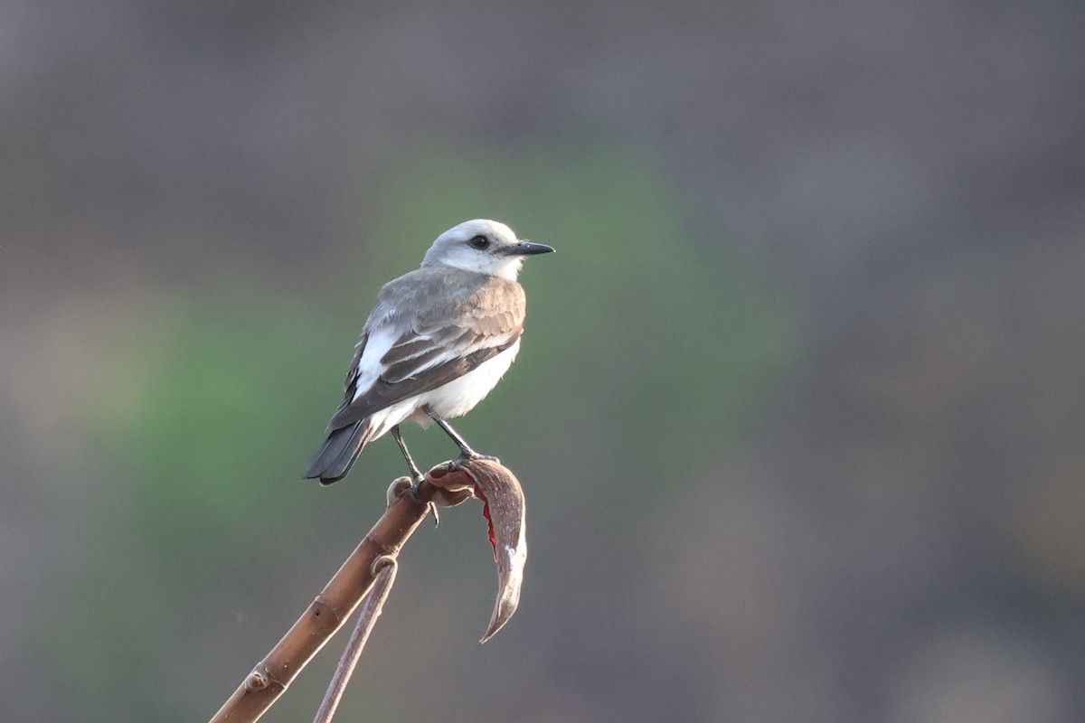 White-rumped Monjita - ML645528722