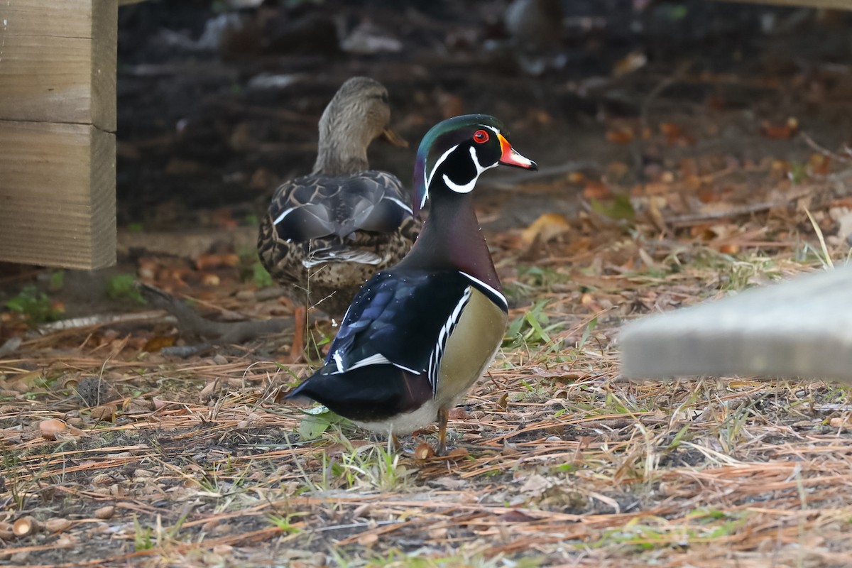 Wood Duck - ML645528724