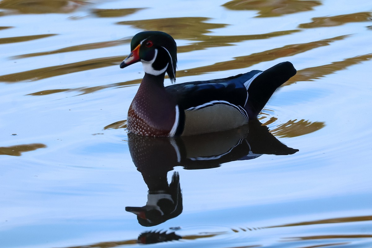 Wood Duck - ML645528725