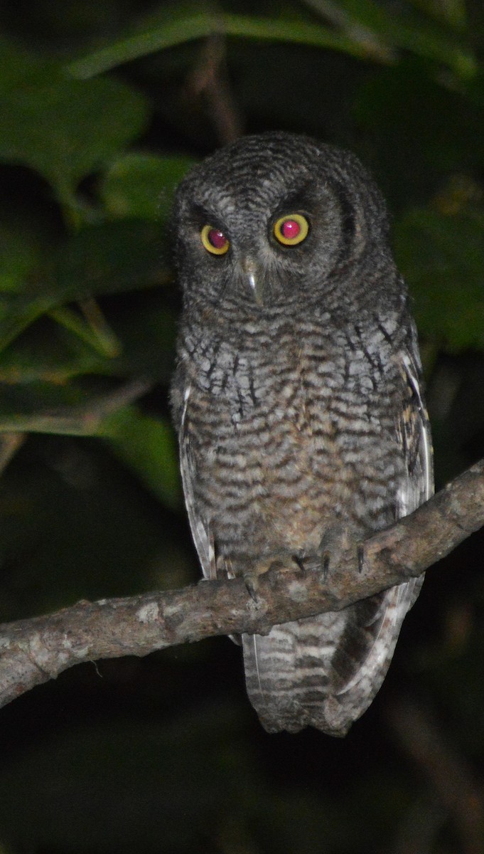 Tropical Screech-Owl - ML645528726