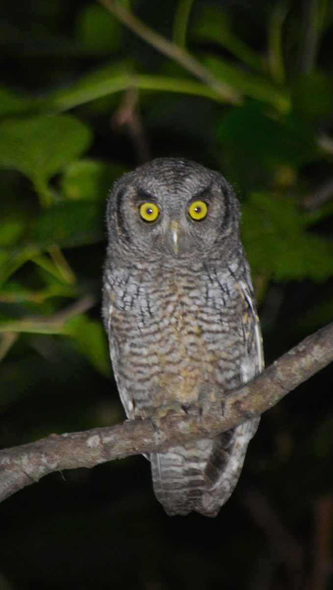 Tropical Screech-Owl - ML645528727