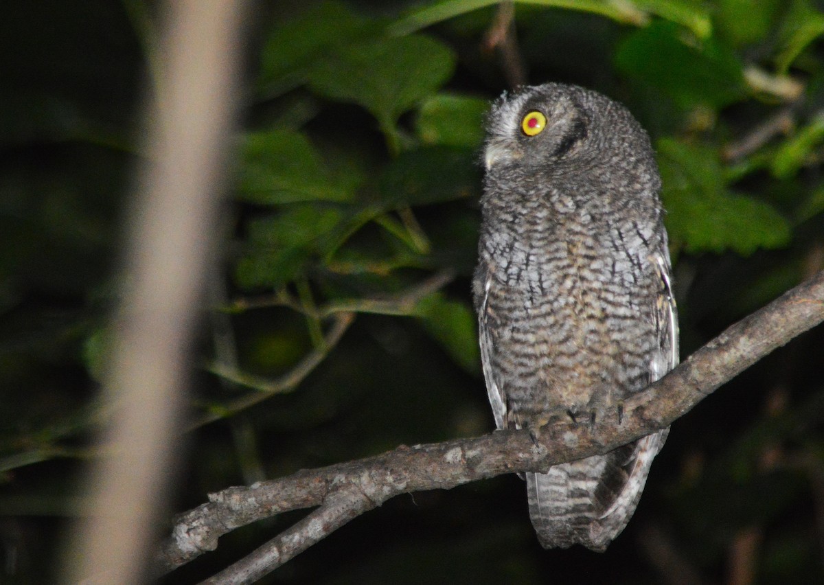 Tropical Screech-Owl - ML645528728