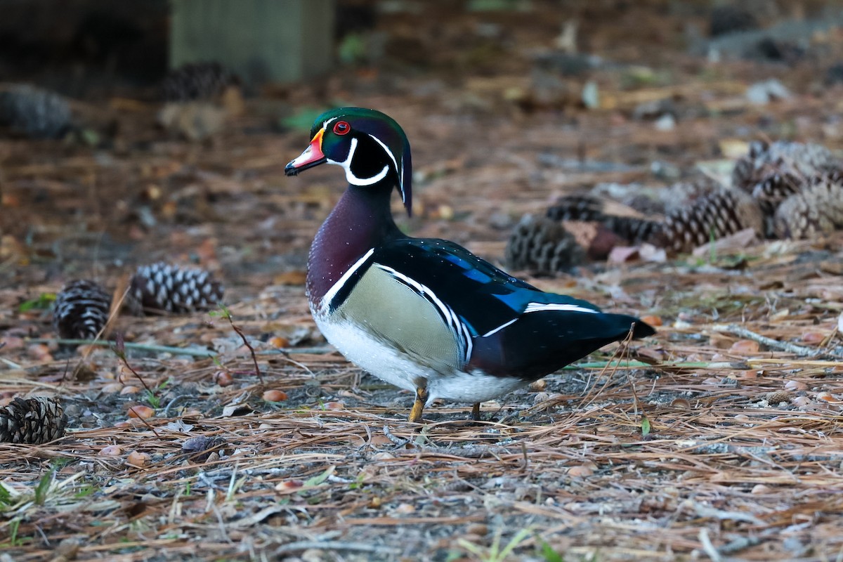 Wood Duck - ML645528729
