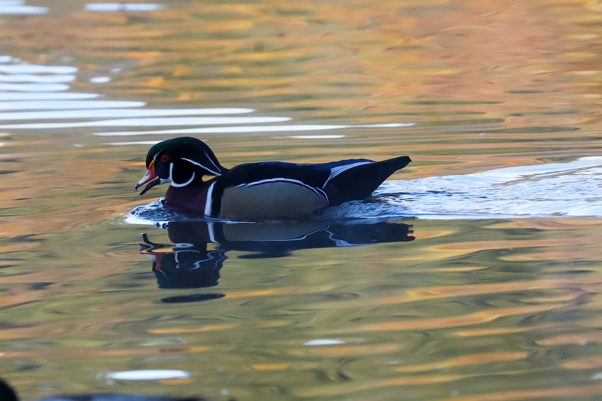 Wood Duck - ML645528730
