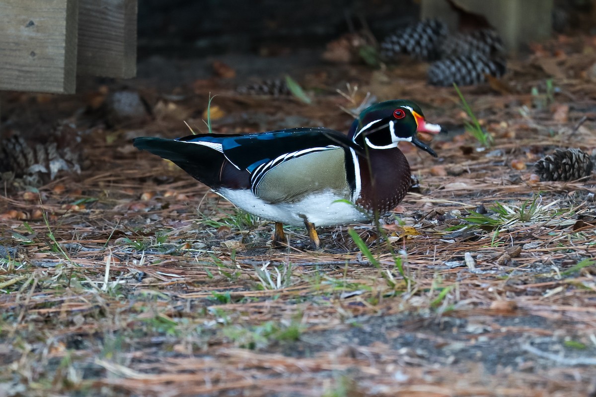 Wood Duck - ML645528731