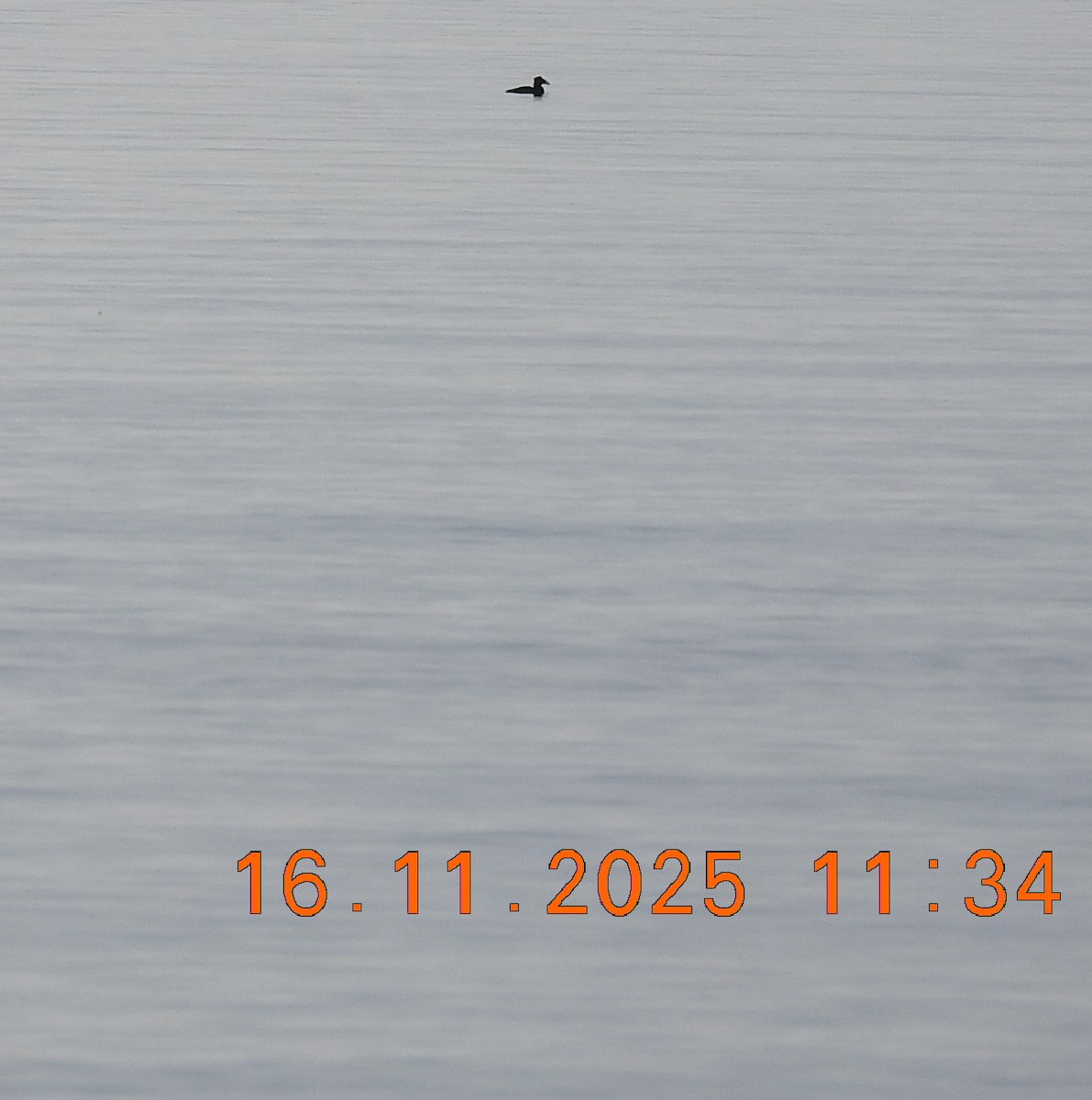 Surf Scoter - ML645528733