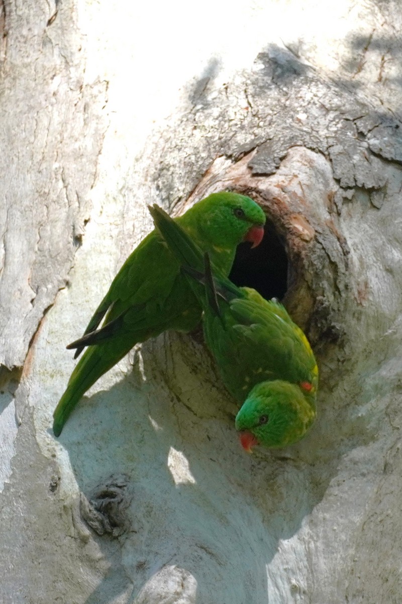 Scaly-breasted Lorikeet - ML645528736