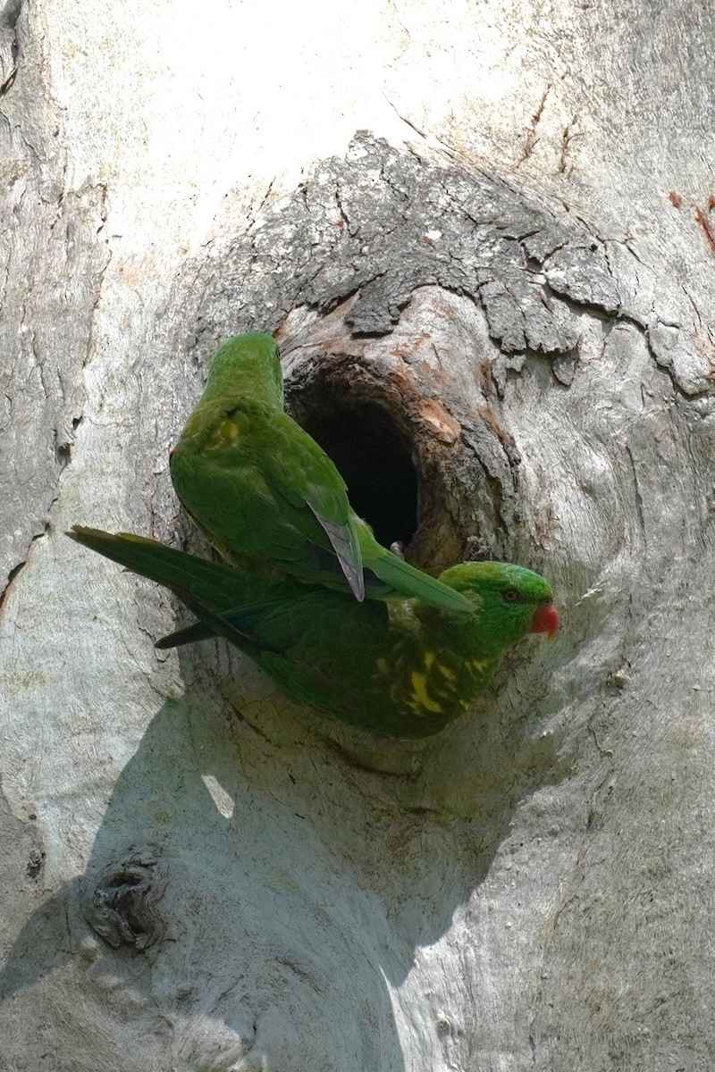 Scaly-breasted Lorikeet - ML645528737