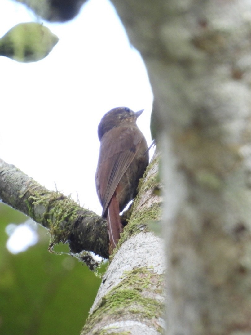 Wedge-billed Woodcreeper - ML645528738