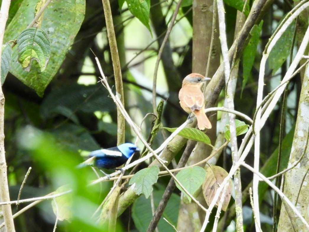 Chestnut-crowned Becard - ML645528746